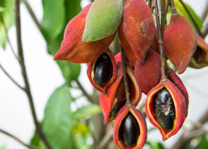 Faloak, Tanaman Herbal Asli Indonesia yang Dipercaya Meningkatkan Daya Tahan Tubuh