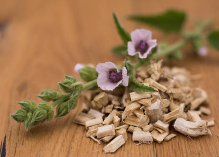 Mengenal Akar Marshmallow, Herbal Kaya Kandungan Aktif dengan Banyak Khasiat