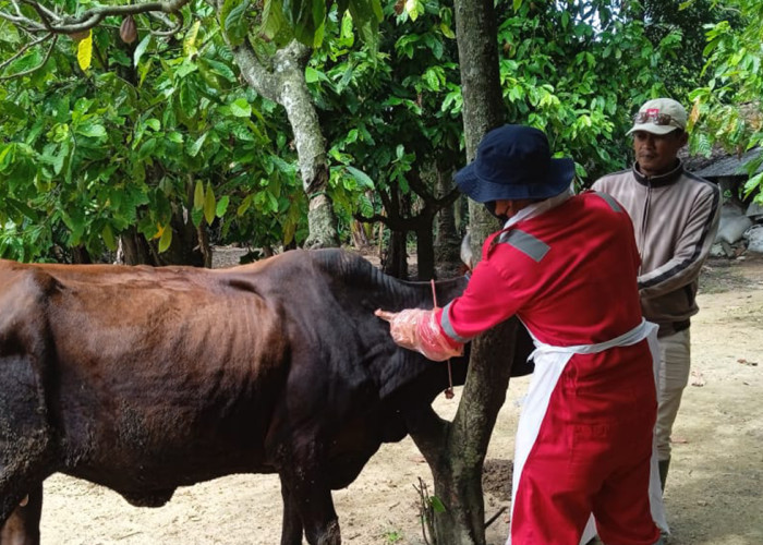 Heboh! Ratusan Sapi di Lampung Timur Diduga Terjangkit Penyakit, Peternak Mulai Resah
