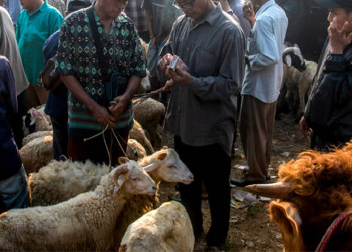 Syarat Hewan Qurban Sesuai Syariat Islam, Lengkap dengan Dalil Al-Qur’an dan Hadis