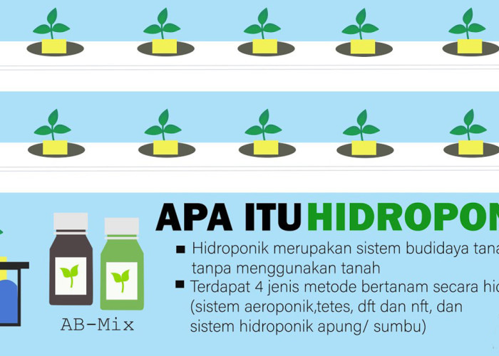 Apa Itu Hidroponik? Cara Bertani Modern Tanpa Tanah yang Lagi Viral