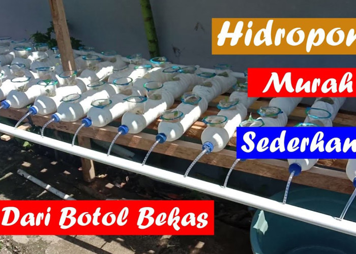 Cara Membuat Wadah Hidroponik Sederhana dari Botol Bekas, Murah dan Anti Gagal