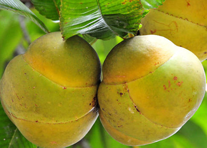 7 Manfaat Buah Sempur yang Jarang Diketahui, Kaya Antioksidan dan Berpotensi Menjaga Kesehatan Tubuh