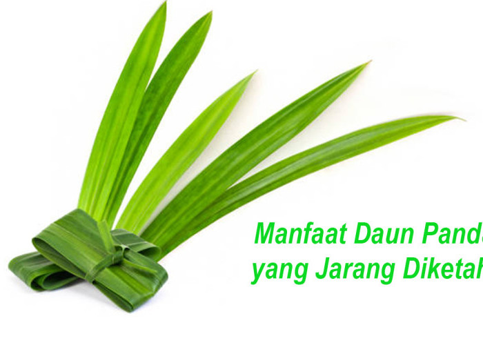 7 Khasiat Daun Pandan untuk Kesehatan, Bisa Bantu Redakan Nyeri hingga Menjaga Gula Darah