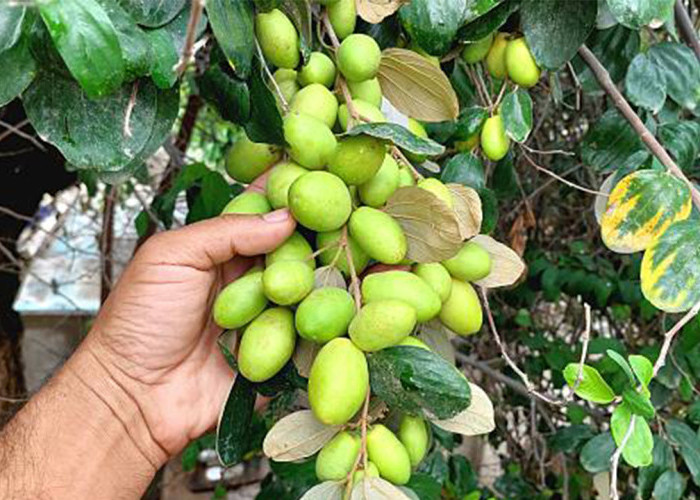 7 Manfaat Buah Bidara untuk Kesehatan, Kaya Antioksidan dan Baik untuk Daya Tahan Tubuh