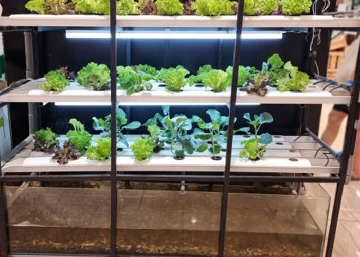 7 Ikan Terbaik untuk Aquaponik: Cepat Panen, Tahan Banting, dan Menguntungkan!