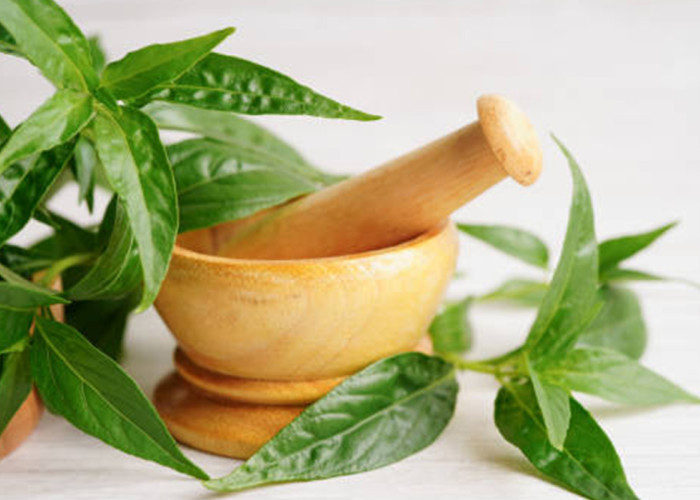 7 Manfaat Daun Sambiloto untuk Kesehatan, Herbal Pahit yang Kaya Khasiat!