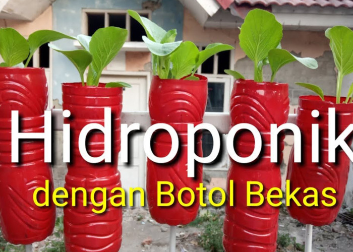 Cuma Modal Botol Bekas, Bisa Panen Cepat! Ini Sistem Hidroponik Murah yang Jarang Diketahui