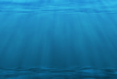 Misteri Laut Dalam: Dunia Gelap yang Menyimpan Kehidupan dan Fenomena Tak Terduga (Part 1)