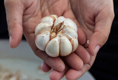 Jangan Sepelekan Bawang Putih! Ini 10 Manfaat Luar Biasa untuk Jantung, Imunitas, dan Kesehatan Tubuh