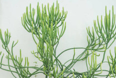 Manfaat Daun Patah Tulang untuk Kesehatan: Herbal Tradisional yang Diam-Diam Kaya Khasiat