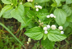 Manfaat Daun Bandotan yang Jarang Diketahui: Herbal Liar dengan Khasiat Luar Biasa untuk Kesehatan