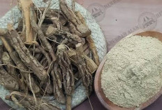 Tak Banyak yang Tahu! Ini Manfaat Akar Pule dan Kandungan Aktif yang Mendukung Kesehatan