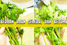 Sekilas Mirip, Ini Perbedaan Daun Ketumbar dan Daun Seledri dari Aroma hingga Khasiat
