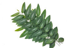 Kenali Khasiat Daun Katuk: Superfood Lokal dengan Segudang Nutrisi