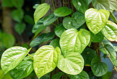 Rahasia Daun Sirih untuk Kesehatan: Manfaat Alami dari Mulut hingga Imunitas Tubuh