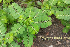 Khasiat Meniran untuk Kesehatan: Tanaman Liar yang Ternyata Ampuh Tingkatkan Imun Tubuh