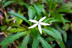 Mengenal Ki Tolod, Tanaman Herbal dengan Segudang Manfaat untuk Kesehatan Tubuh