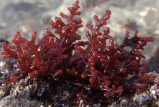 Kaya Polifenol hingga Karagenan, Ini Segudang Manfaat Rumput Laut Merah
