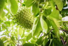 7 Manfaat Daun Sirsak untuk Kesehatan, Herbal Alami yang Banyak Dicari Masyarakat