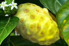 Jarang Diketahui, Ini 10 Khasiat Buah Bengkudu untuk Kesehatan yang Sayang Dilewatkan