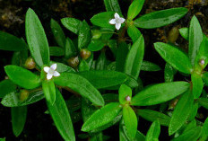 7 Manfaat Rumput Mutiara untuk Kesehatan, Kaya Senyawa Aktif dan Berpotensi Cegah Berbagai Penyakit