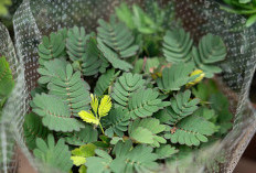 7 Manfaat Daun Putri Malu untuk Kesehatan, Herbal Liar yang Ternyata Kaya Khasiat