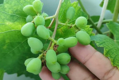 Bisakah Anggur Ditanam Secara Hidroponik? Ini Fakta Mengejutkan & Cara Lengkapnya!