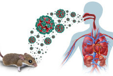 Waspada Hantavirus! Ini Cara Penularan, Gejala, dan Situasi Terbaru di Indonesia