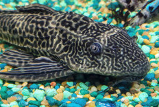 Ikan Sapu-Sapu: Manfaat, Bahaya, dan Fakta Unik yang Jarang Diketahui