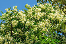 Pohon Pulai, Tanaman Herbal Nusantara dengan Segudang Manfaat dan Kandungan Alami