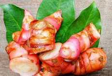 Manfaat Laos untuk Kesehatan: Rahasia Herbal Dapur yang Bisa Redakan Nyeri hingga Tingkatkan Imunitas