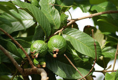 Ampuh Secara Alami! 7 Manfaat Daun Jambu Biji untuk Kesehatan yang Jarang Diketahui