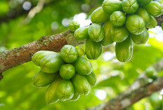 Belimbing Wuluh Ternyata Super Sehat! Ini Kandungan Nutrisi dan Segudang Manfaatnya