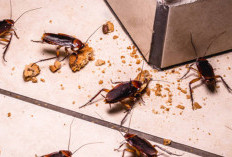 10 Fakta Mengejutkan Tentang Kecoa yang Bikin Merinding, Nomor 5 Sulit Dipercaya!