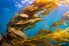 Sering Dijadikan Makanan dan Suplemen, Ini Manfaat Kelp yang Perlu Diketahui