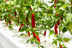 Panduan Lengkap Setup Hidroponik Cabai dan Tomat agar Hasil Maksimal, Cocok untuk Skala Rumah hingga Bisnis