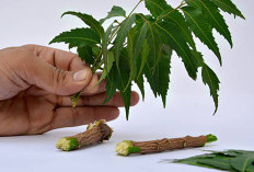 Kenali Manfaat Pohon Mimba, Tanaman Herbal yang Dipercaya Membantu Menjaga Kesehatan Tubuh
