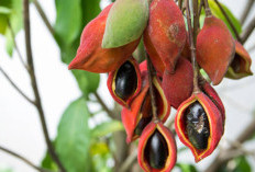 Faloak, Tanaman Herbal Asli Indonesia yang Dipercaya Meningkatkan Daya Tahan Tubuh