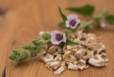 Mengenal Akar Marshmallow, Herbal Kaya Kandungan Aktif dengan Banyak Khasiat