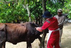 Heboh! Ratusan Sapi di Lampung Timur Diduga Terjangkit Penyakit, Peternak Mulai Resah