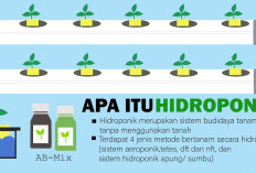 Apa Itu Hidroponik? Cara Bertani Modern Tanpa Tanah yang Lagi Viral