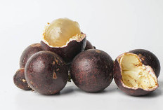 Matoa Pometia pinnata: Kandungan Aktif, Manfaat Antioksidan, dan Potensinya