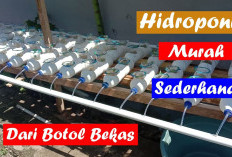 Cara Membuat Wadah Hidroponik Sederhana dari Botol Bekas, Murah dan Anti Gagal