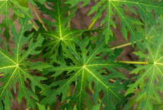 Manfaat Daun Pepaya untuk Kesehatan: Rahasia Alami Tingkatkan Imunitas hingga Lawan Penyakit