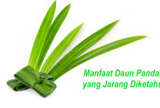 7 Khasiat Daun Pandan untuk Kesehatan, Bisa Bantu Redakan Nyeri hingga Menjaga Gula Darah