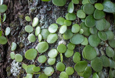 Kenali Manfaat Daun Sisik Naga, Herbal Alami yang Kaya Senyawa Aktif