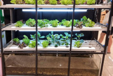 7 Ikan Terbaik untuk Aquaponik: Cepat Panen, Tahan Banting, dan Menguntungkan!