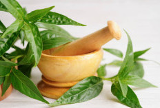 7 Manfaat Daun Sambiloto untuk Kesehatan, Herbal Pahit yang Kaya Khasiat!