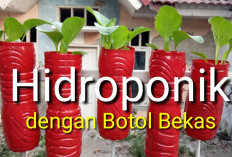 Cuma Modal Botol Bekas, Bisa Panen Cepat! Ini Sistem Hidroponik Murah yang Jarang Diketahui